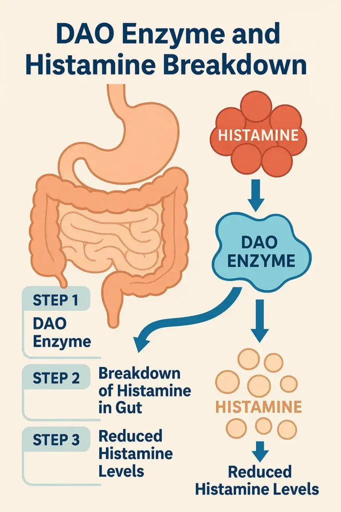 Scientific diagram showing DAO enzyme reducing histamine levels in the digestive system